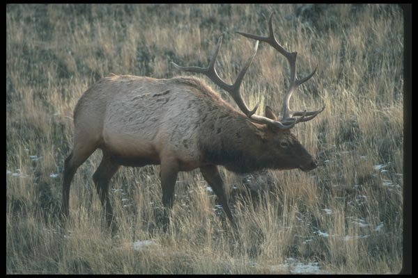 104066 Elk In Golden Grass A4 Photo Print