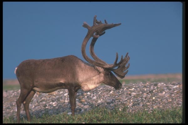 104067 Caribou Bull A4 Photo Print