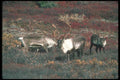 104068 Caribou Bulls A4 Photo Print