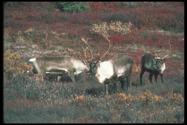 104068 Caribou Bulls A4 Photo Print