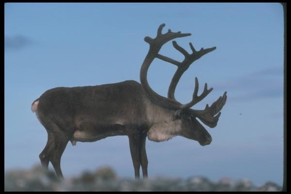 104069 Caribou, Skylined A4 Photo Print