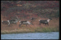 104070 Caribou Herd At Tundra Waterhole A4 Photo Print