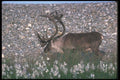 104071 Caribou By Stoney Hill A4 Photo Print
