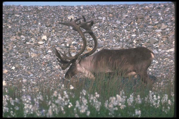 104071 Caribou By Stoney Hill A4 Photo Print