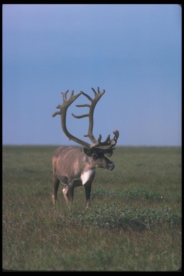 104072 Caribou On Tundra A4 Photo Print