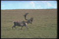 104073 Caribou Running A4 Photo Print