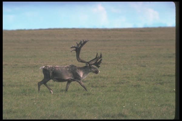 104073 Caribou Running A4 Photo Print