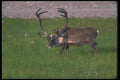 104074 Caribou In Grassy Field A4 Photo Print