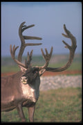 104075 Caribou, Close Up  A4 Photo Print
