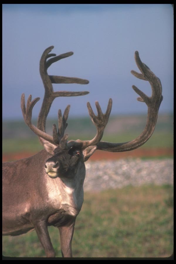 104075 Caribou, Close Up  A4 Photo Print