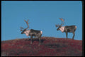 104076 Caribou On Skyline A4 Photo Print