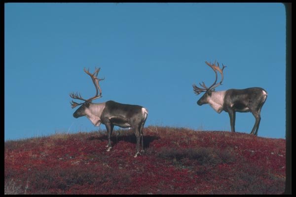 104076 Caribou On Skyline A4 Photo Print