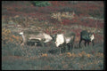 104077 Caribou Bulls A4 Photo Print