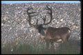 104078 Caribou By Stoney Hill A4 Photo Print