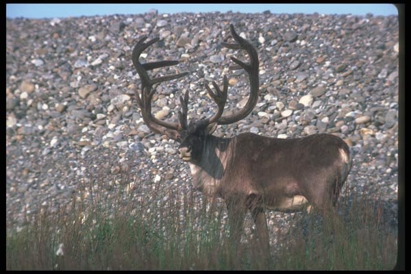 104078 Caribou By Stoney Hill A4 Photo Print
