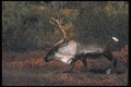 104079 Caribou On Tundra A4 Photo Print