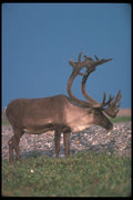 104080 Caribou On Tundra A4 Photo Print