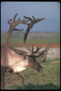 104081 Caribou, Close Up  A4 Photo Print