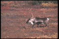 104082 Caribou On Colorful Tundra A4 Photo Print