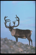 104083 Caribou, Skylined A4 Photo Print