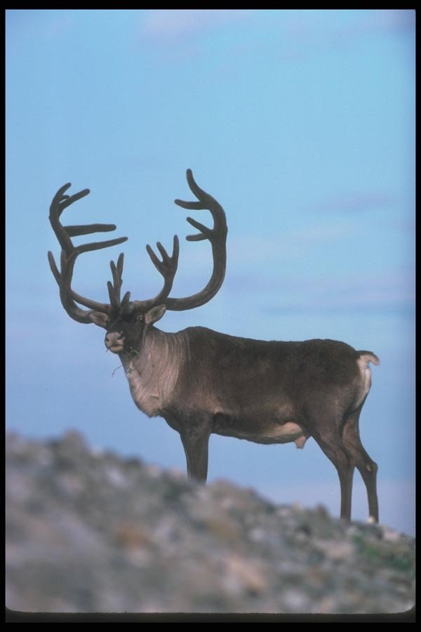 104083 Caribou, Skylined A4 Photo Print