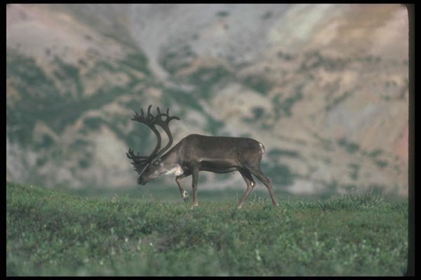 104084 Caribou With Panoramic View A4 Photo Print