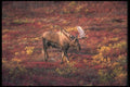 104085 Moose In Colorful Field A4 Photo Print