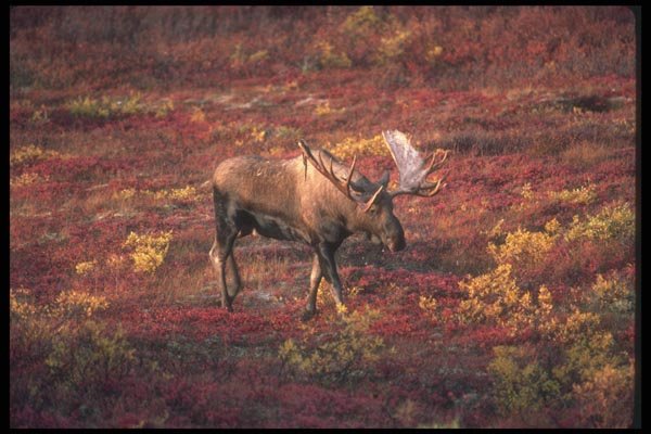 104085 Moose In Colorful Field A4 Photo Print