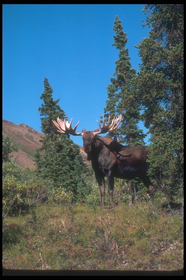 104086 Moose At Edge Of Clearing A4 Photo Print