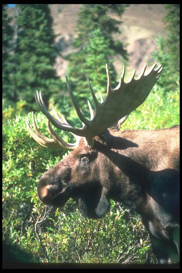 104087 Moose, Head Shot A4 Photo Print