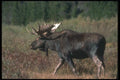 104088 Moose Striding Through Willows A4 Photo Print
