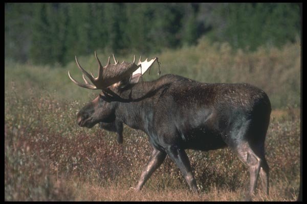 104088 Moose Striding Through Willows A4 Photo Print