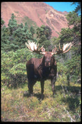 104089 Moose, Frontal Shot A4 Photo Print