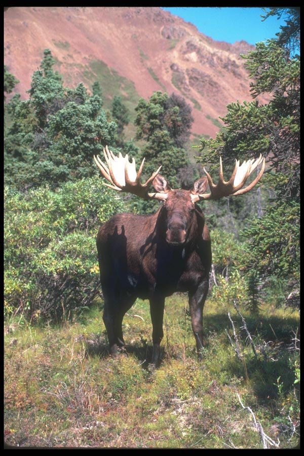 104089 Moose, Frontal Shot A4 Photo Print
