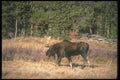 104090 Moose Moving Across Boggy Meadow A4 Photo Print