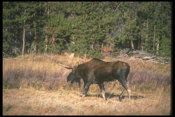 104090 Moose Moving Across Boggy Meadow A4 Photo Print
