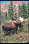 104091 Moose At Edge Of Clearing A4 Photo Print