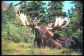 104092 Moose Lying Down A4 Photo Print