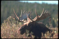 104093 Moose In Willow Patch, Velvet Still Shedding From Antlers A4 Photo Print