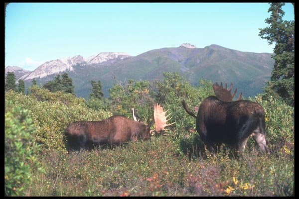 104094 Moose Bulls A4 Photo Print