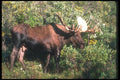 104095 Moose By Bushes A4 Photo Print