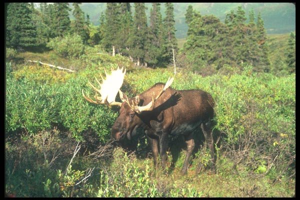104096 Moose On Edge Of Hill A4 Photo Print