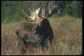 104097 Moose In Willows, Velvet Still Shedding From Antlers A4 Photo Print