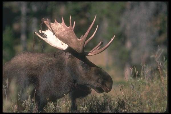 104098 Moose In Willow Patch A4 Photo Print