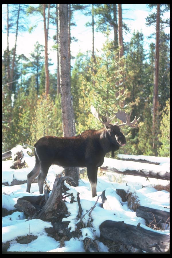 104099 Moose In Winter Forest A4 Photo Print
