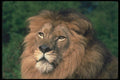 105000 African Lion Huge Black Maned Male (Head Shot) A4 Photo Print