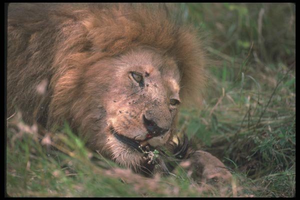 105001 African Lion Huge Male Over Prey (Head Shot) A4 Photo Print