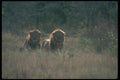 105002 African Lions Pair Of Big Males (Backlit) A4 Photo Print