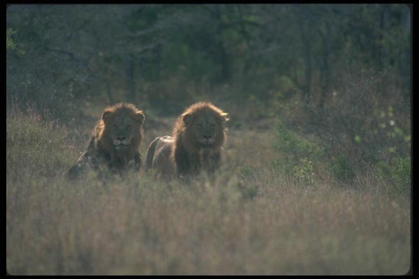 105002 African Lions Pair Of Big Males (Backlit) A4 Photo Print