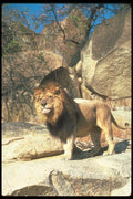 105003 African Lion Huge Male Standing On Rock A4 Photo Print